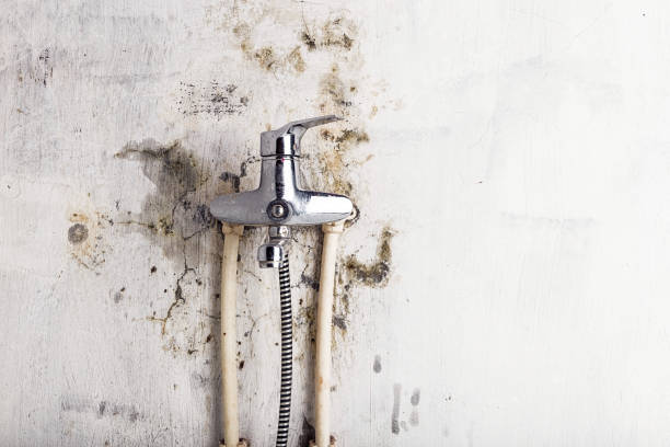 Best Residential Mold Removal  in Belle Plaine, KS