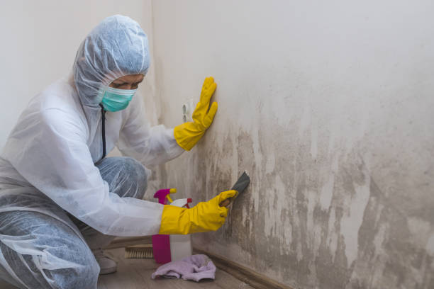 Best Toxic Mold Removal  in Belle Plaine, KS