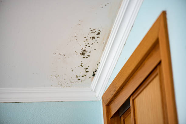 Best Office Mold Removal Services  in Belle Plaine, KS