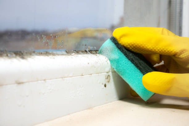 Office Mold Removal Services in Belle Plaine, KS