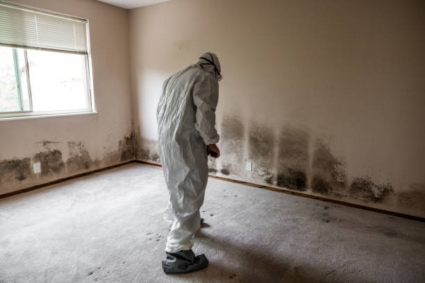Best Home Mold Removal  in Belle Plaine, KS