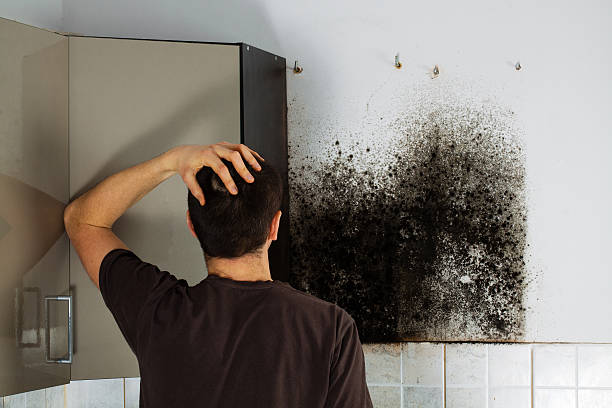 Best Certified Mold Removal  in Belle Plaine, KS