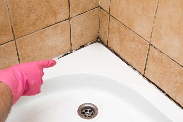 Best Black Mold Removal  in Belle Plaine, KS