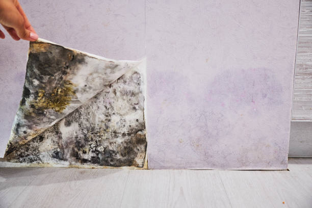 Professional Mold Removal in Belle Plaine, KS